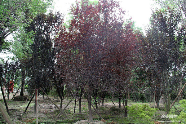 低分枝紅葉李