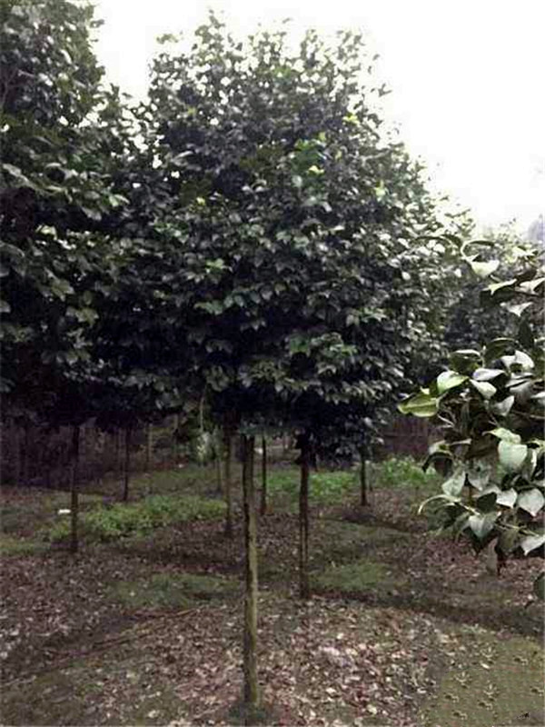 綠化苗木按長勢分三個(gè)類，分開養(yǎng)護(hù)更利于生長