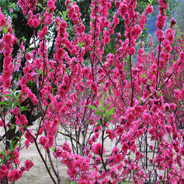 12公分紅梅樹價格批發(fā)？