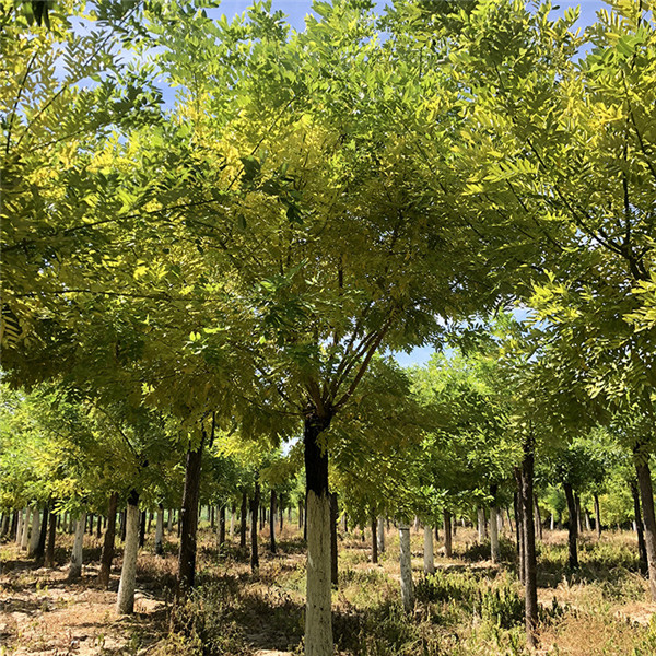 金葉槐是什么科?(圖2) 黃金槐圖片