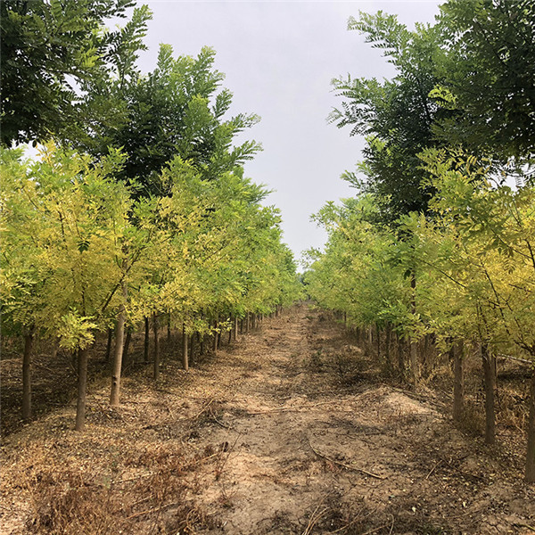 金葉槐是什么科?(圖3) 黃金槐圖片