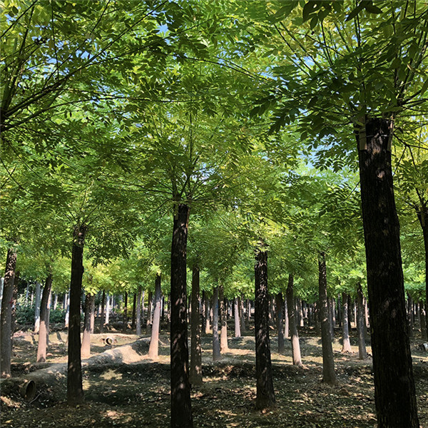 金葉槐是什么科?(圖1) 黃金槐圖片