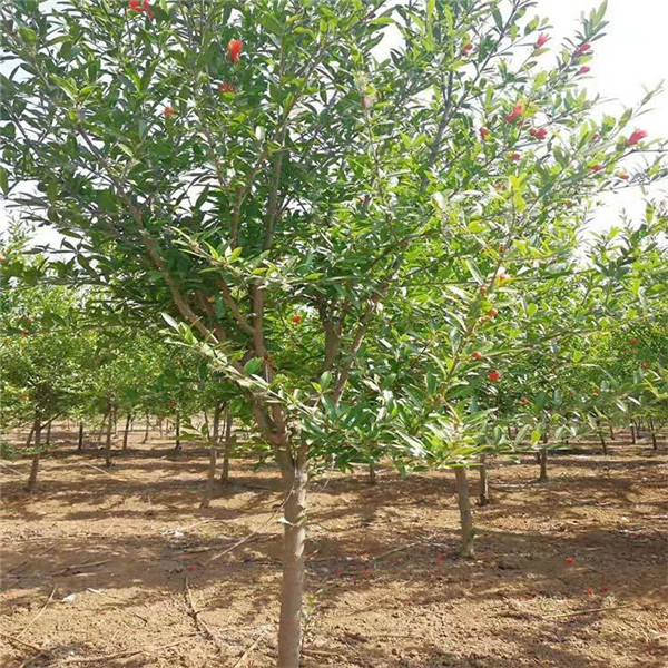 小區里的石榴樹圖片