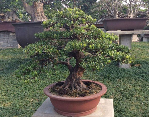 5公分羅漢松需要多少錢才能買到？