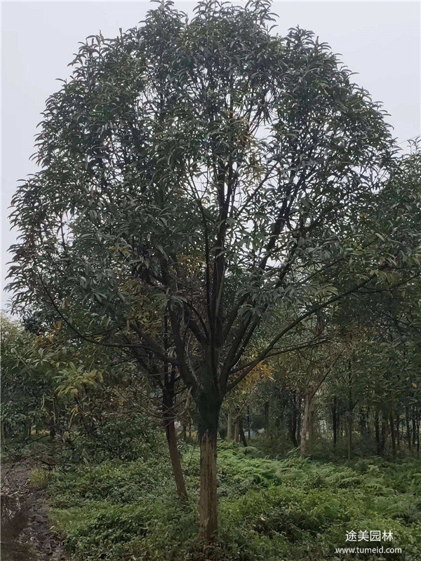 深山含笑和含笑有什么區別？