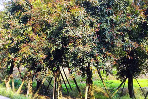 水晶蒲桃最新市場價多少錢一棵？