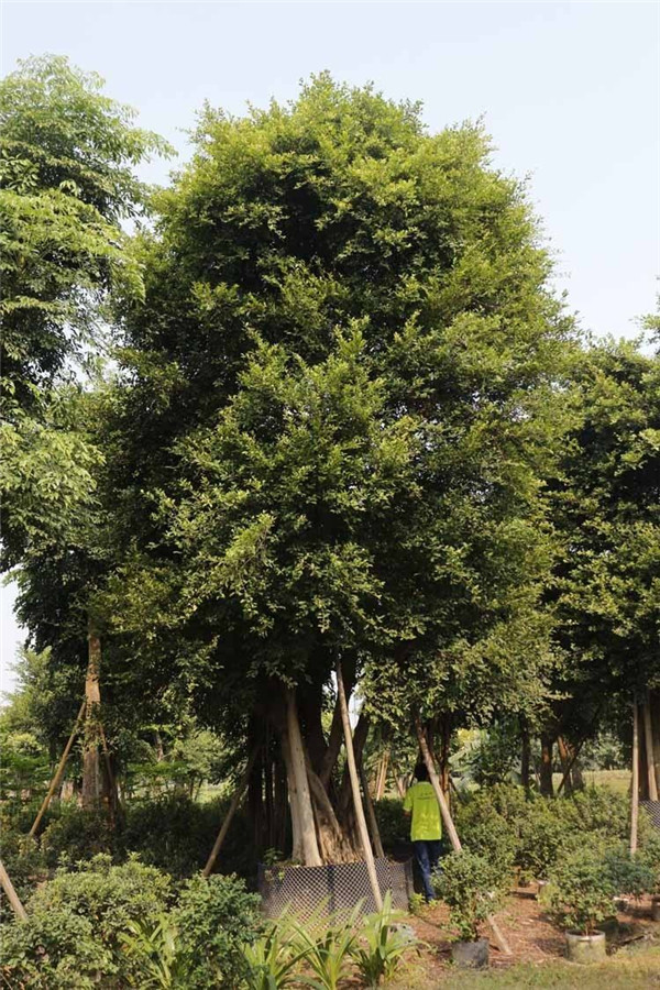 細(xì)葉榕 細(xì)葉榕