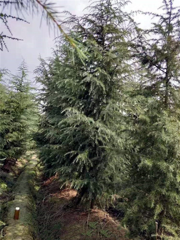 雪松圖片 雪松圖片