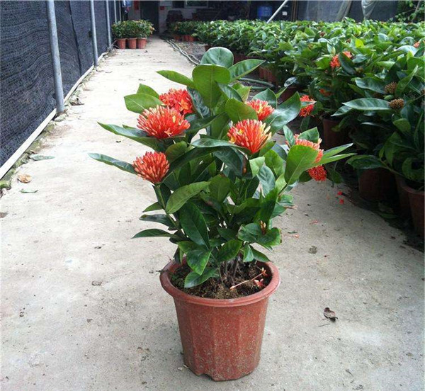 龍船花圖片 龍船花圖片