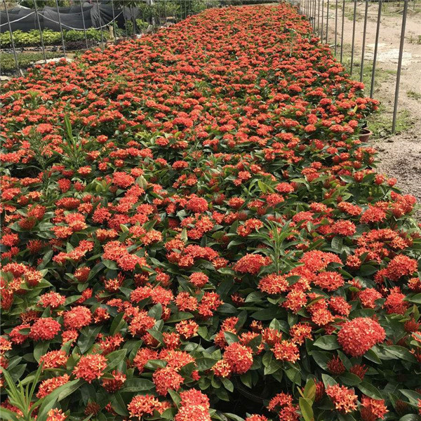 龍船花圖片 龍船花圖片