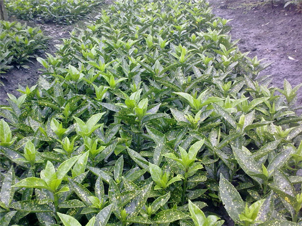 花葉青木圖片 花葉青木圖片