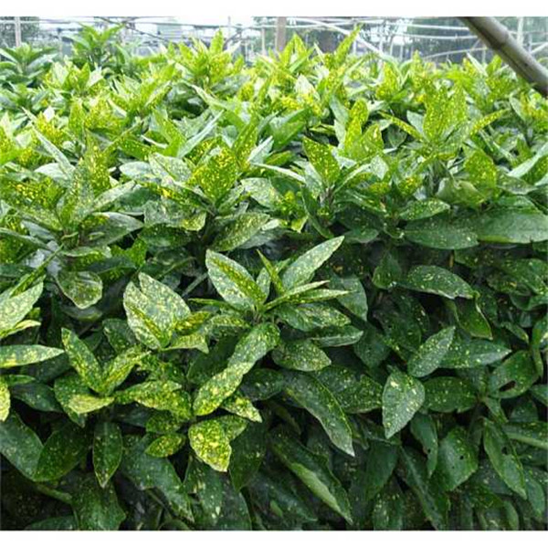 花葉青木圖片 花葉青木圖片