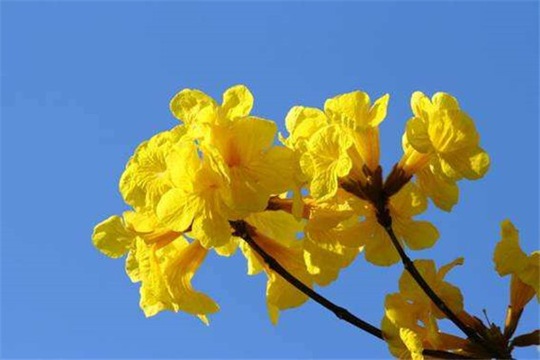 風(fēng)鈴木圖片