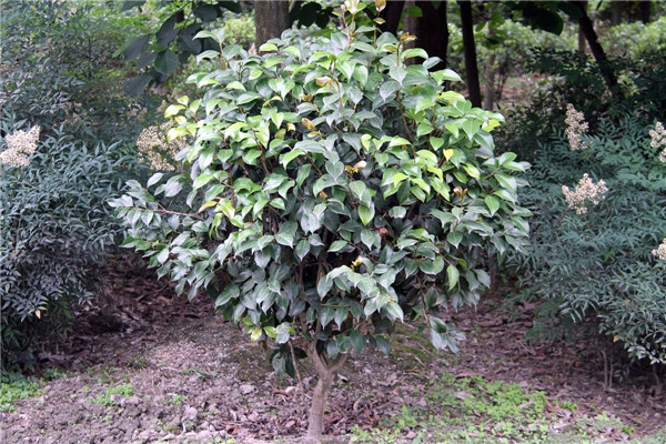 山茶花圖片 山茶花圖片