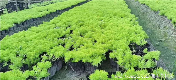 佛甲草圖片 佛甲草圖片