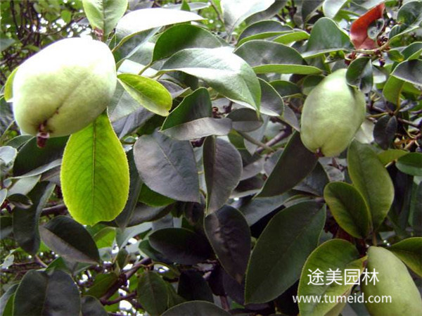 木瓜海棠圖片 木瓜海棠圖片